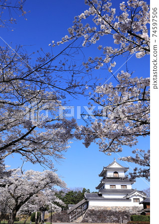 櫻花時的白石城 74597506