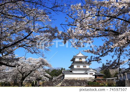 櫻花時的白石城 74597507