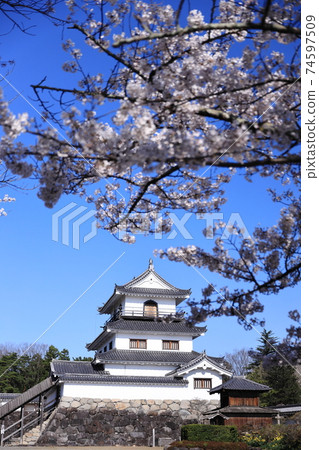 櫻花時的白石城 74597509