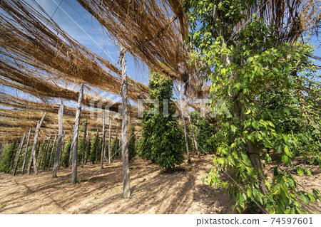 peppercorn vines growing in organic pepper farm in kampot cambodia peppercorn vines growing in organic pepper farm in kampot cambodia 74597601