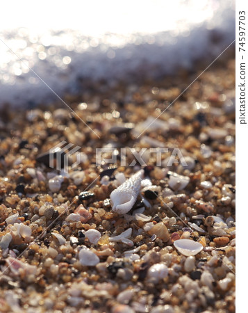 Shima Peninsula Azurihama Conch Shell Shima Peninsula Azurihama Conch Shell 74597703