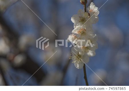 李子和藍天 李子和藍天 74597865