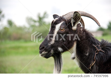 goat are grazing on grass in the village 74597996