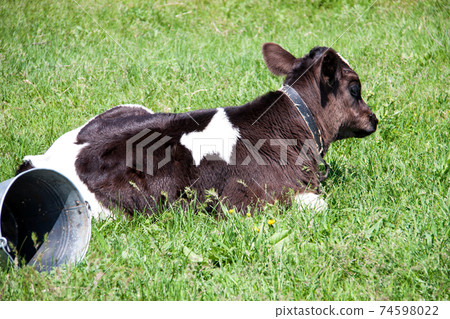 young bull grazing on a meadow in the village young bull grazing on a meadow in the village 74598022