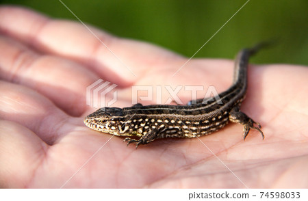 lizard sitting on a palm close up lizard sitting on a palm close up 74598033