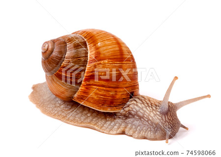 Live snail crawling on a white background close-up macro Live snail crawling on a white background close-up macro 74598066