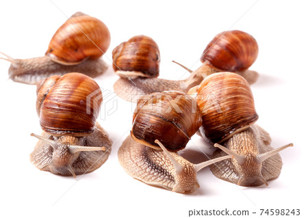 some snails crawling on a white background closeup 74598243