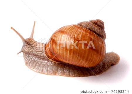 Live snail crawling on a white background close-up macro Live snail crawling on a white background close-up macro 74598244