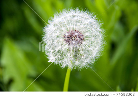 dandelion macro close-up on a green background dandelion macro close-up on a green background 74598308
