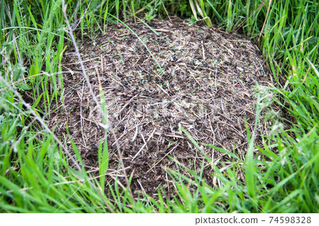 ant hill as a background close-up macro in field ant hill as a background close-up macro in field 74598328