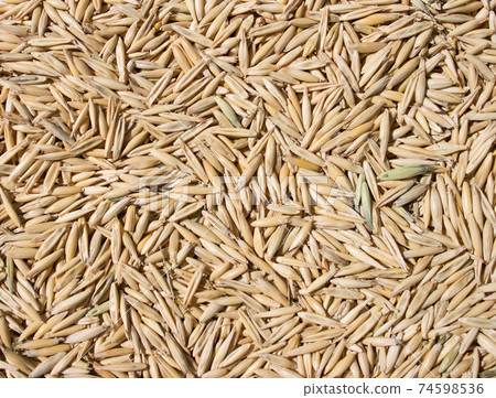 oats as a background 74598536