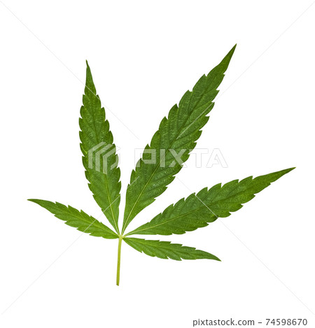 Green Cannabis leaf isolated on white. Hemp leaf cutout close up. Marijuana drugs is produced from Cannabis leaf Green Cannabis leaf isolated on white. Hemp leaf cutout close up. Marijuana drugs is produced from Cannabis leaf 74598670