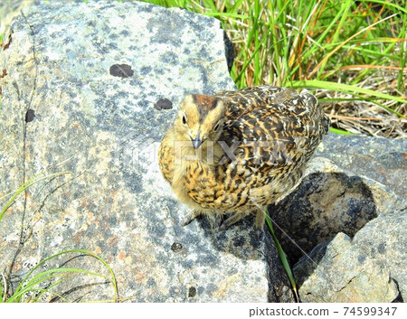 南阿爾卑斯山松雞 74599347