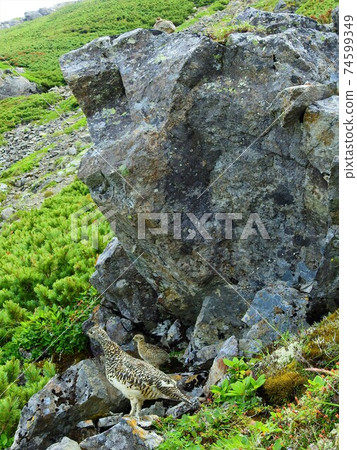 Parent and child of Southern Alps grouse Parent and child of Southern Alps grouse 74599349