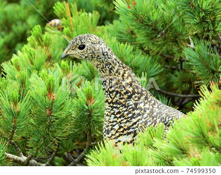 Southern Alps Grouse Southern Alps Grouse 74599350