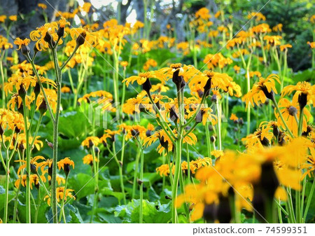 Southern Alps, alpine plants, Ligularia dentata Southern Alps, alpine plants, Ligularia dentata 74599351