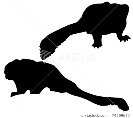 Silhouette of a small common marmoset 74599673