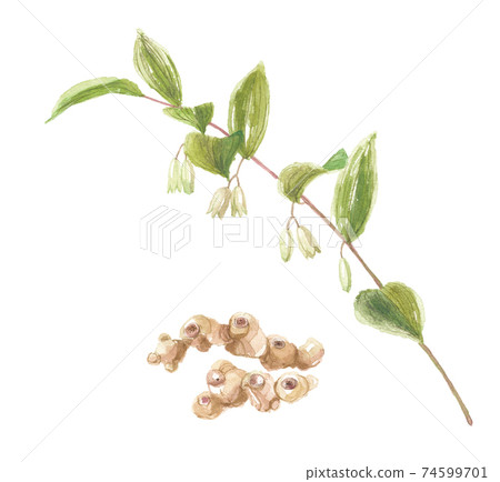 Narco lily flowers and roots 74599701
