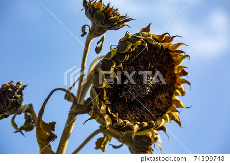 Withered sunflower Withered sunflower 74599748