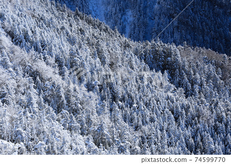 八岳天狗山的冷杉冷杉 八岳天狗山的冷杉冷杉 74599770