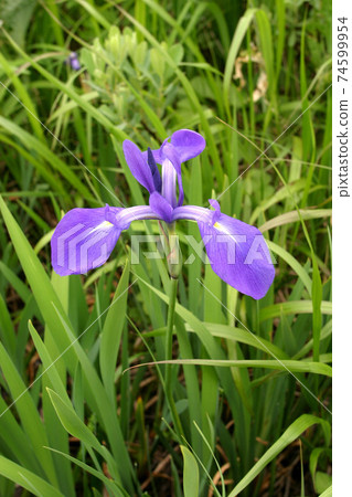 Iris setosa, iris setosa, early summer flowers in Hokkaido 74599954