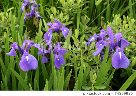 虹膜setosa,虹膜setosa,北海道的初夏花朵 虹膜setosa,虹膜setosa,北海道的初夏花朵 74599956