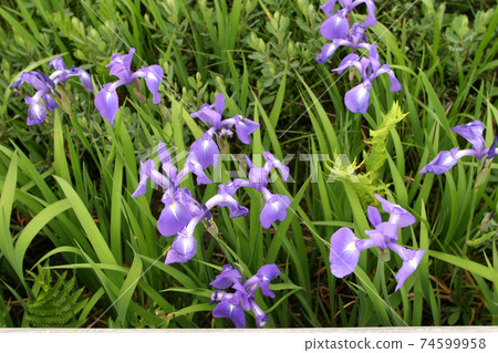 虹膜setosa，虹膜setosa，北海道的初夏花朵 74599958