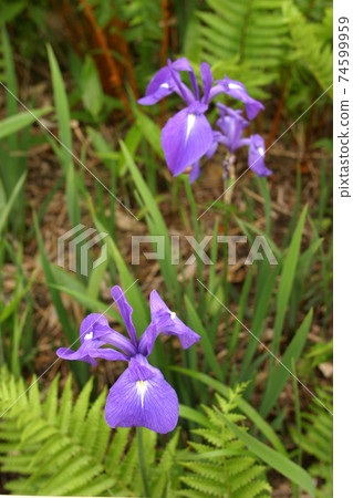 虹膜setosa，虹膜setosa，北海道的初夏花朵 74599959