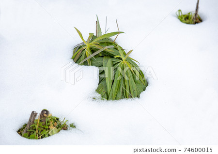 雪中的雜草 雪中的雜草 74600015