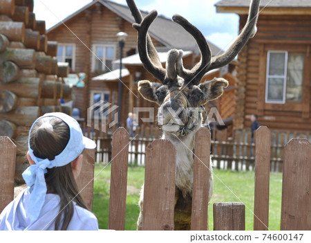 The deer stands and looks at the girl opposite. 74600147