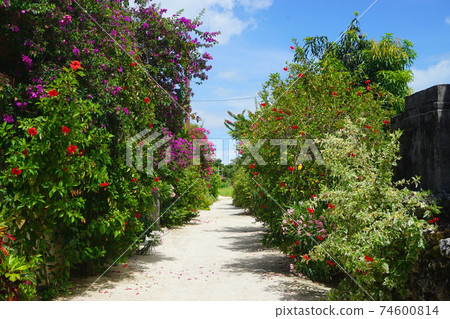 白沙路和明亮的植被 74600814