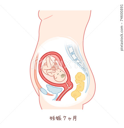 Fetal growth (7 months gestation) 74600891