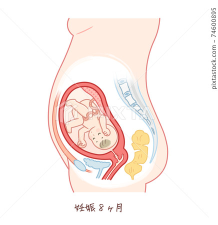 胎兒生長（妊娠8個月） 74600895