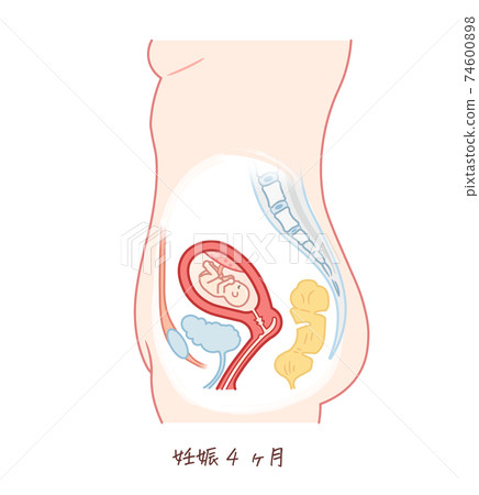 胎兒生長（妊娠4個月） 74600898