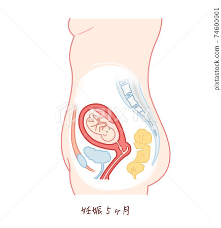 胎兒生長（妊娠5個月） 74600901