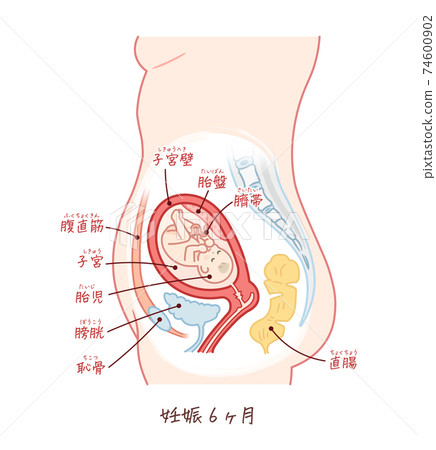 帶有文字的胎兒生長（妊娠六個月） 74600902