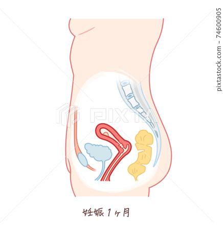 胎兒生長（妊娠1個月） 74600905