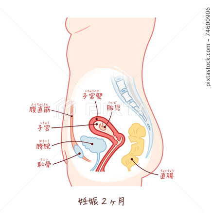 帶有文字的胎兒生長（妊娠2個月） 74600906