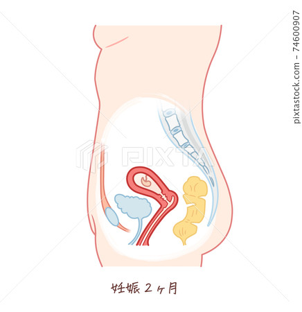 胎兒生長（妊娠2個月） 74600907