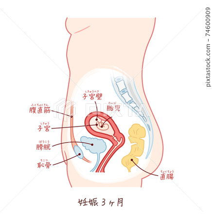 帶有文字的胎兒生長(妊娠3個月) 帶有文字的胎兒生長(妊娠3個月) 74600909