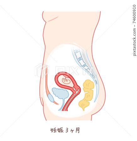 胎兒生長（妊娠3個月） 74600910