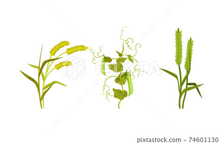 Cereal and Legume Plants with Hanging Pods and Grain Vector Set Cereal and Legume Plants with Hanging Pods and Grain Vector Set 74601130