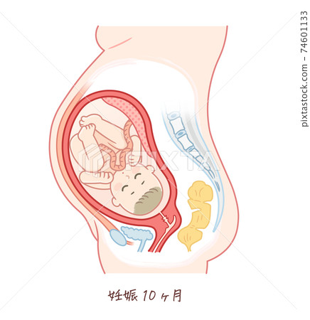 Fetal growth (10 months gestation) 74601133