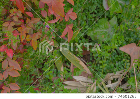 花壇充滿綠色 74601263