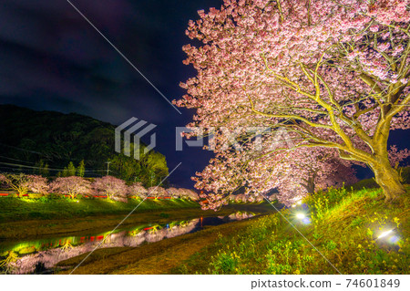 Minamiizu Night Cherry Blossom Illumination (Minami Cherry Blossom and Rapeseed Flower Festival) [Shizuoka Prefecture] 74601849