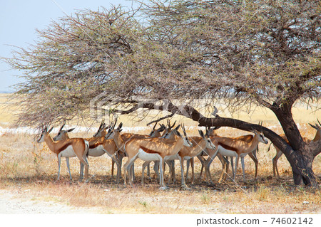 Springbok 74602142