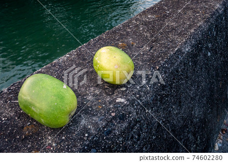 A photo of a winter melon on the riverbank. 74602280