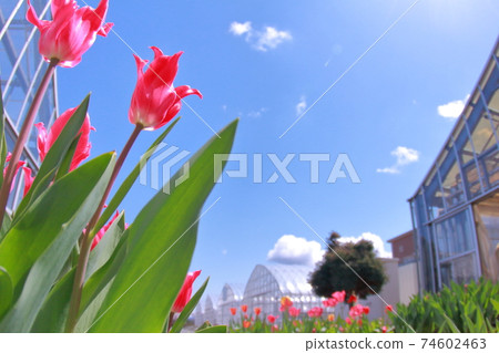 Red tulip field Red tulip field 74602463