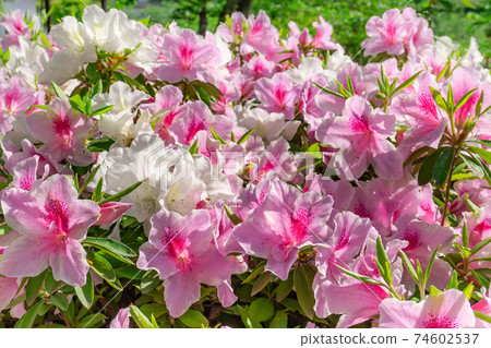 Genpei盛開的杜鵑花 Genpei盛開的杜鵑花 74602537