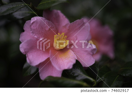 Camellia flower Camellia flower 74602917